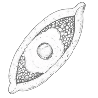shape